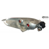 Intermitente trasero izquierdo Piaggio X7 125